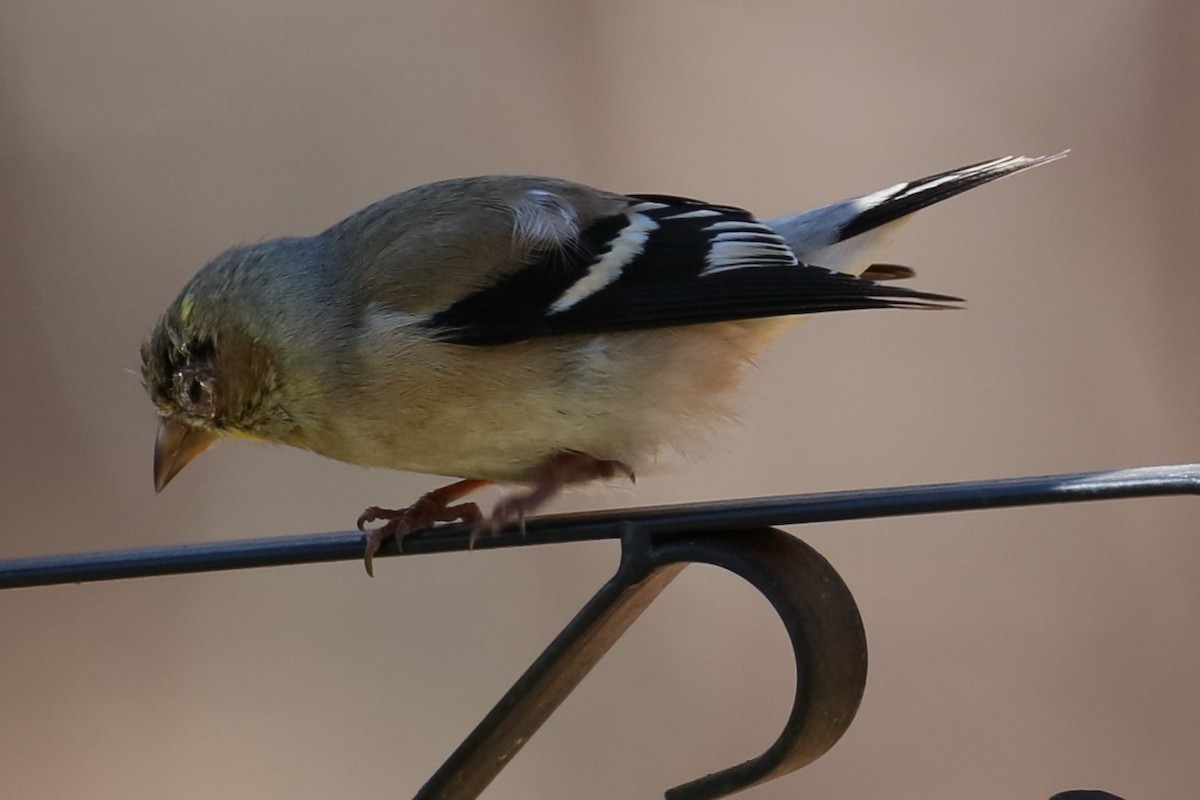 American Goldfinch - michael vedder