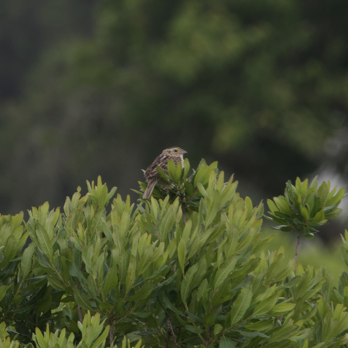 Grasshopper Sparrow - ML616209609