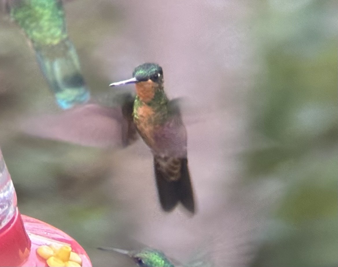 Blue-throated Starfrontlet - Alec Hopping