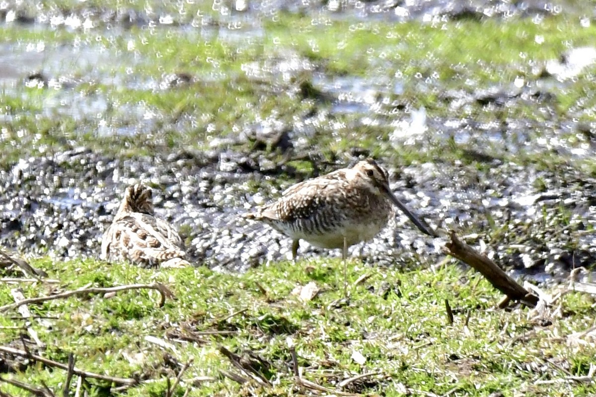 Wilson's Snipe - ML616209624