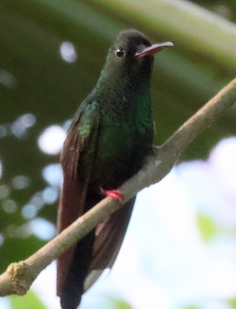 Bronze-tailed Plumeleteer - ML616209650