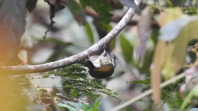 Speckled Piculet - ML616209672