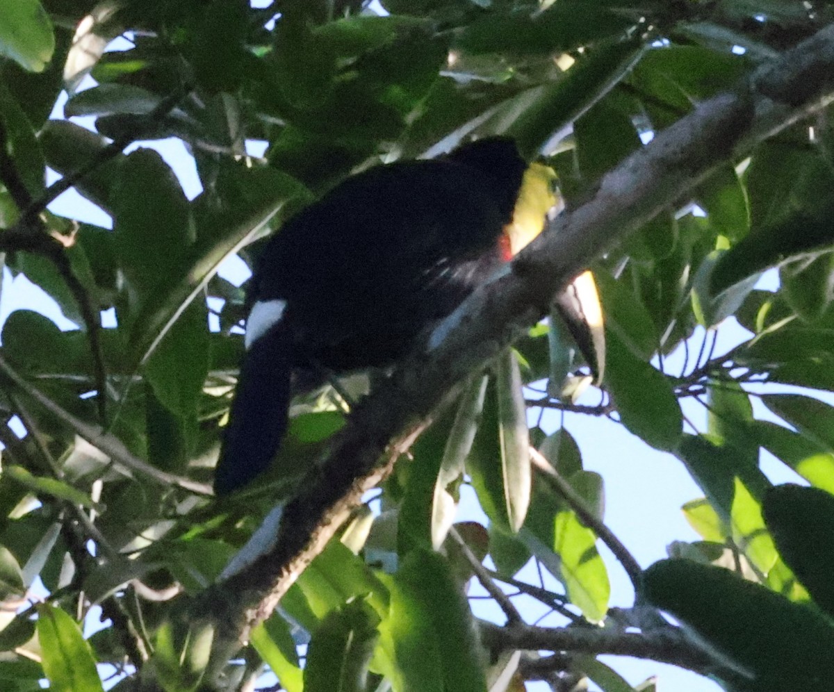 Yellow-throated Toucan - ML616209708