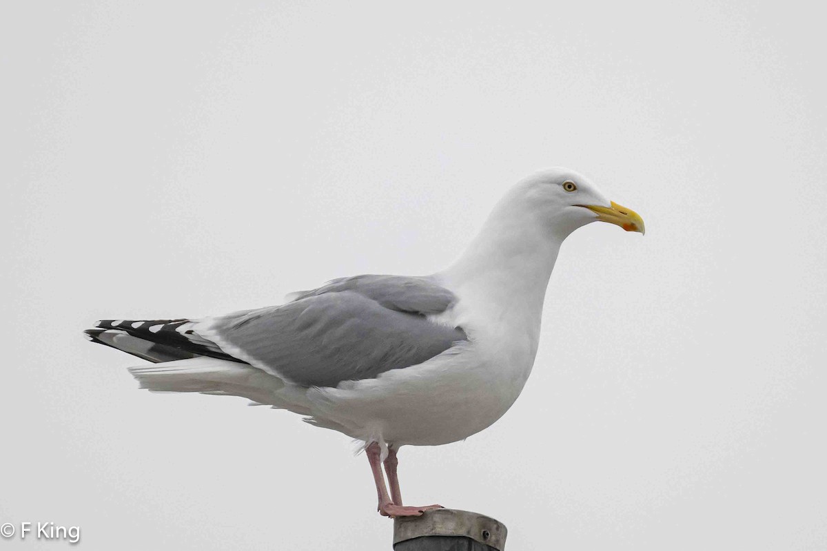 Herring Gull - ML616209909