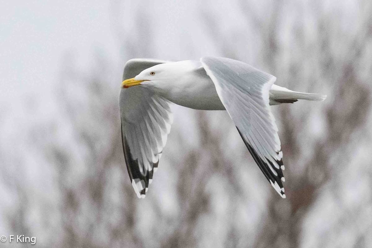 Herring Gull - ML616209914