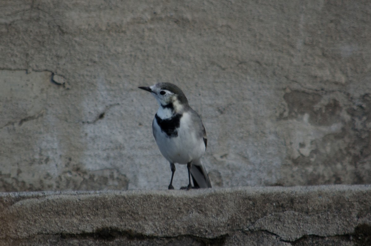 konipas bílý (ssp. alba/dukhunensis) - ML616209915