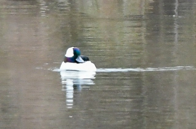 Bufflehead - Lisa Klepacz