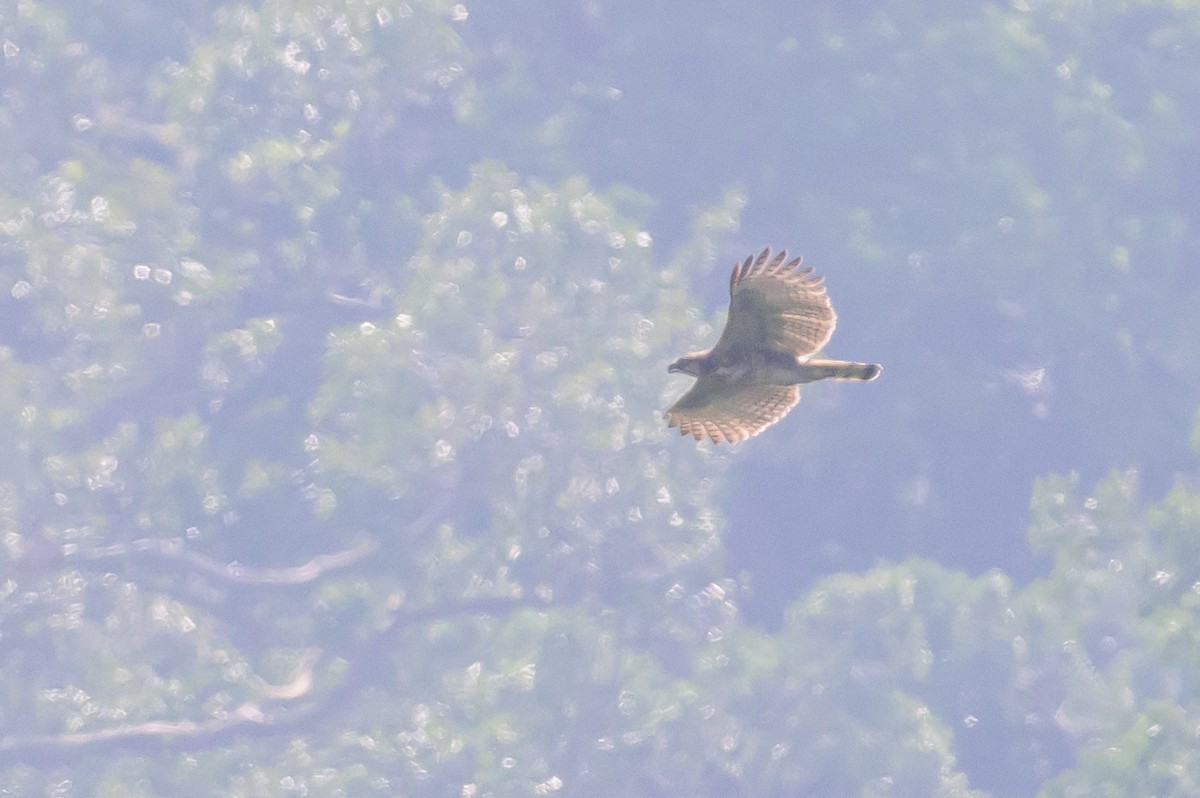 Sulawesi Hawk-Eagle - Stephen Davies