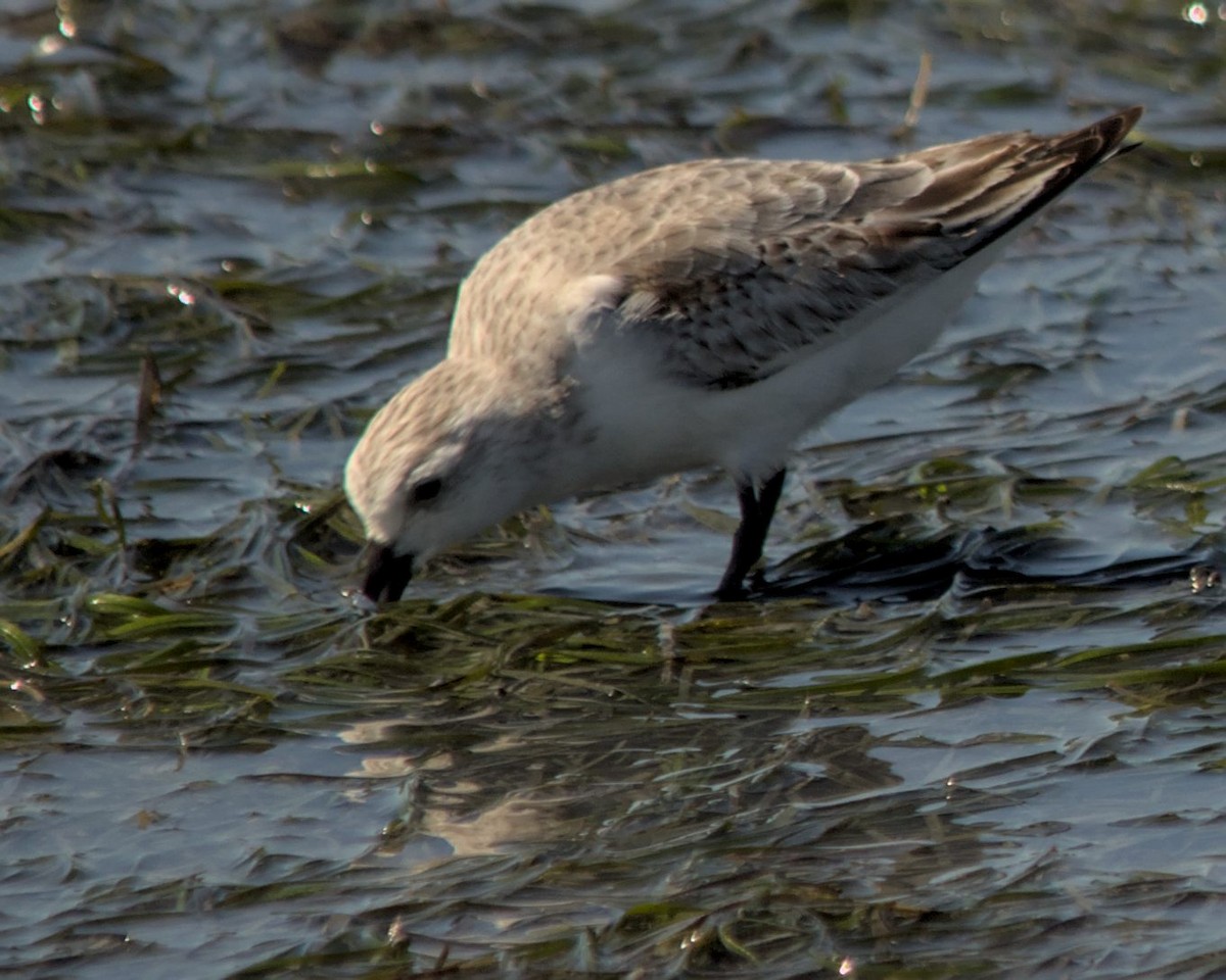 Sanderling - ML616210233