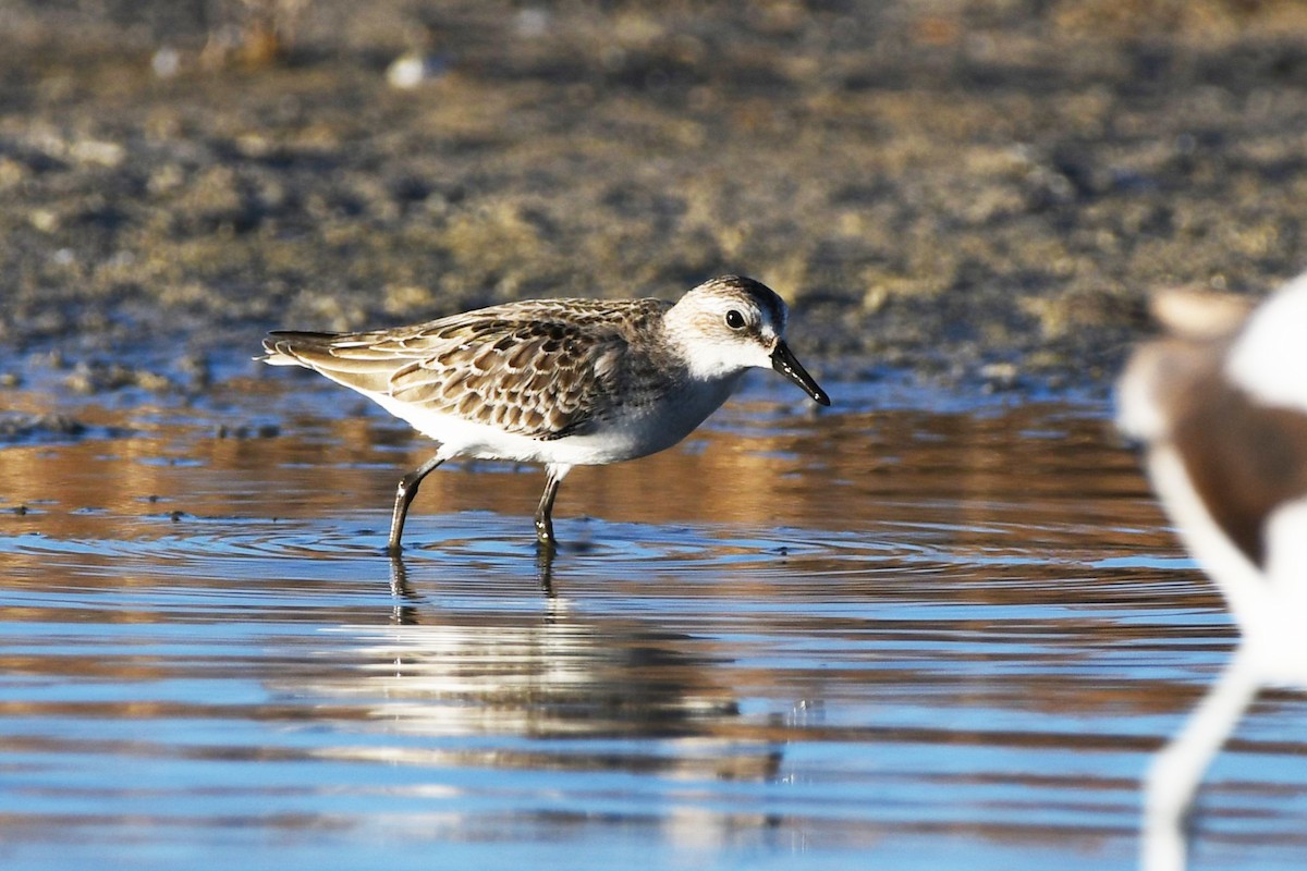 Semipalmated Sandpiper - ML616210304