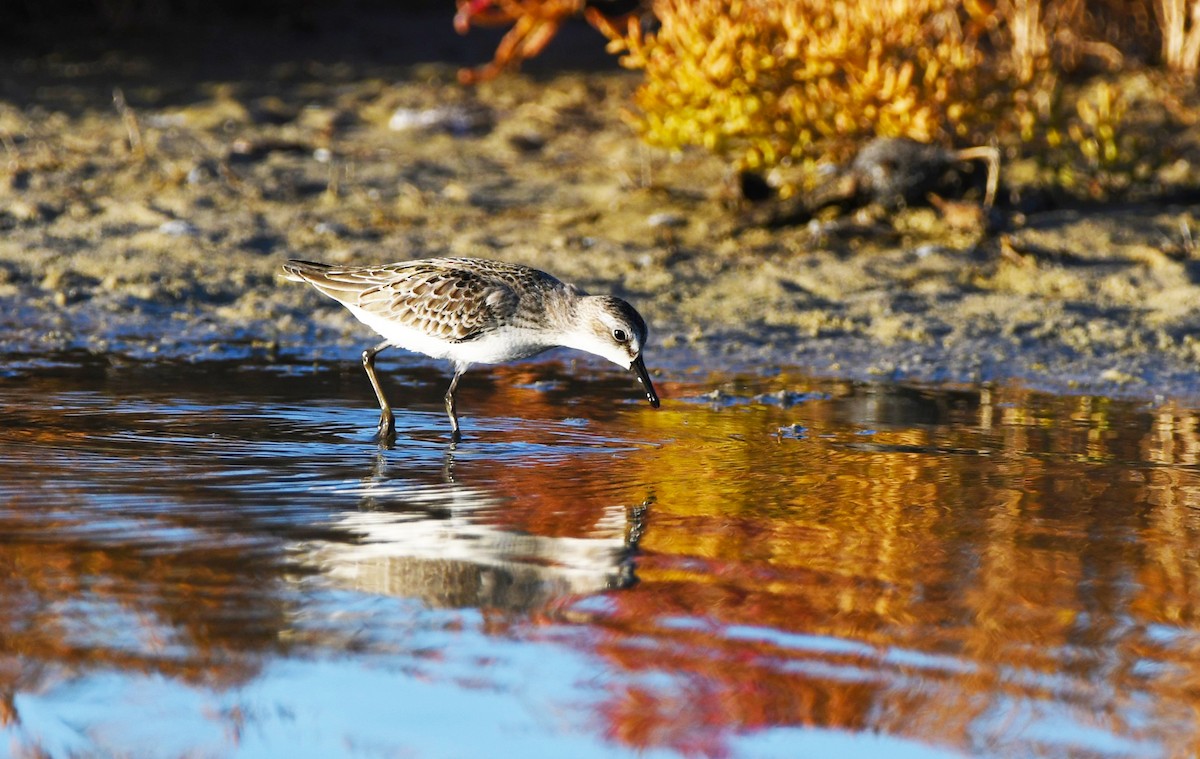 Semipalmated Sandpiper - Colin Maguire