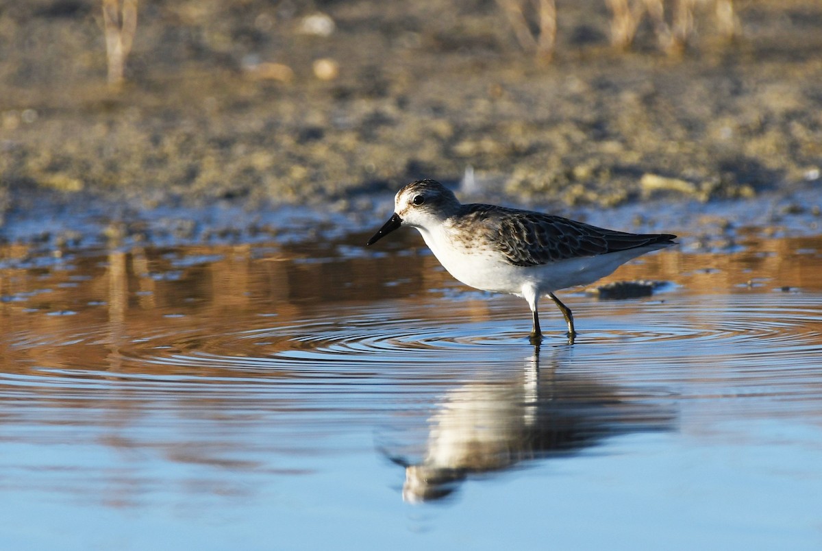 Bécasseau semipalmé - ML616210308