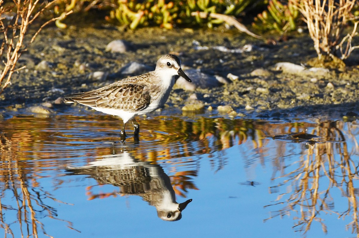 Semipalmated Sandpiper - ML616210310