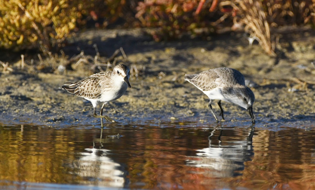 Semipalmated Sandpiper - Colin Maguire