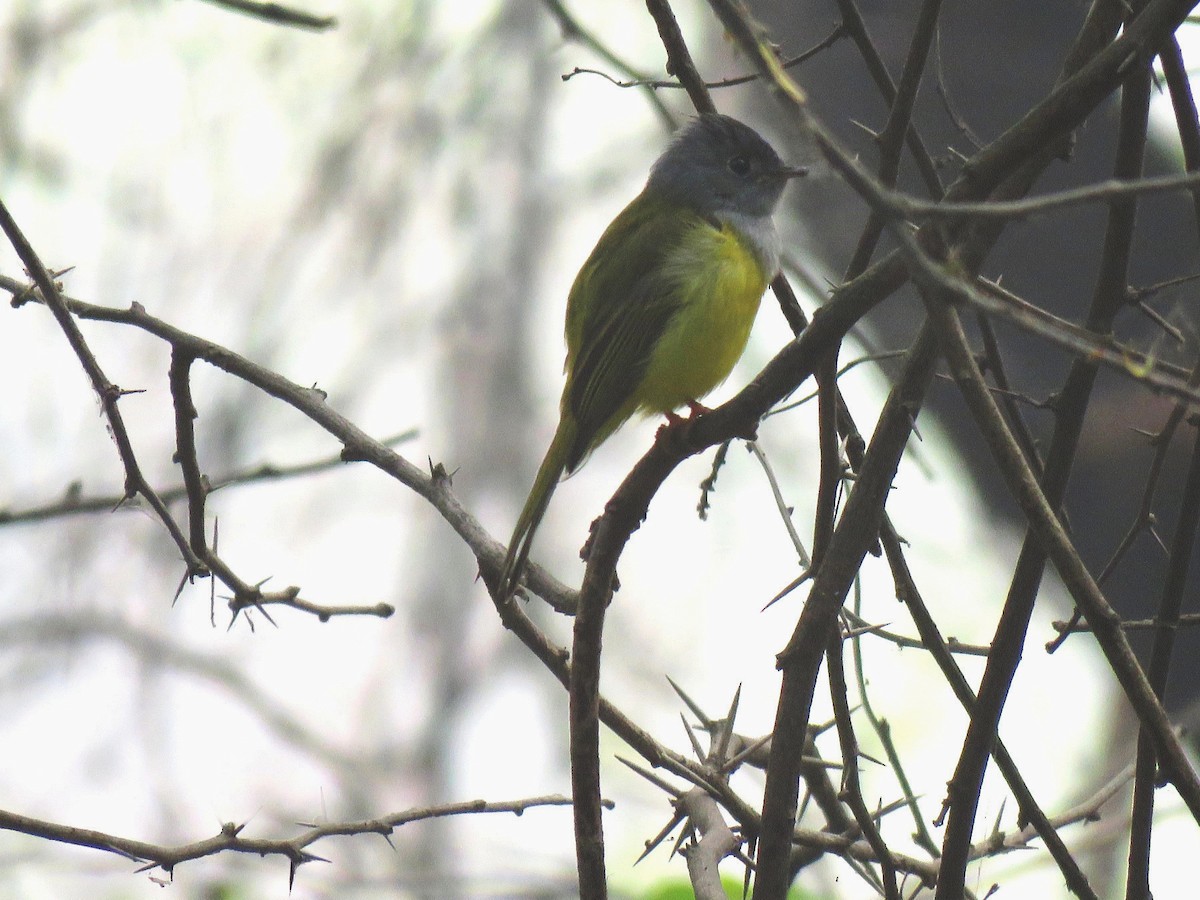 Gray-headed Canary-Flycatcher - Jose Estrada