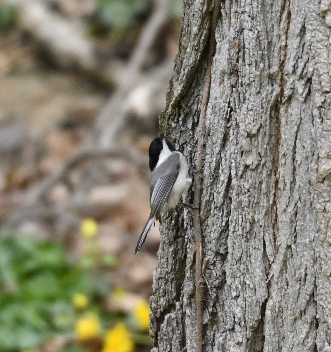 Carolina Chickadee - ML616210353