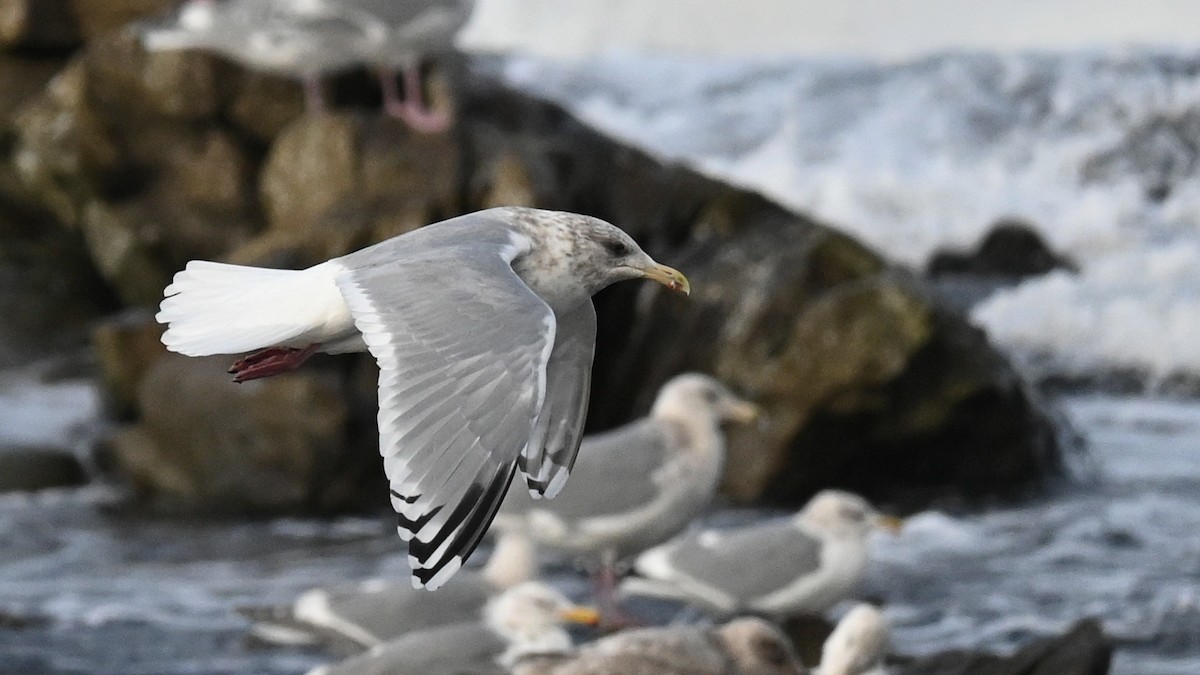 Iceland Gull - ML616210382