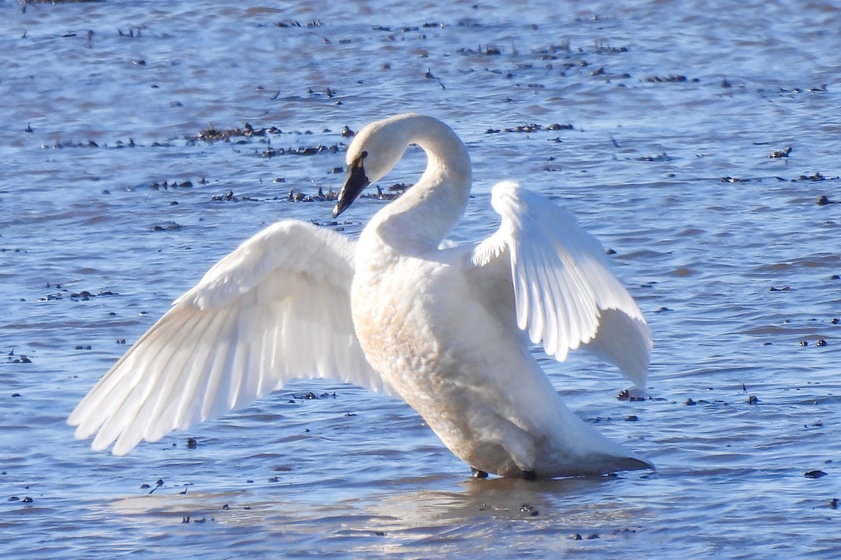 Tundra Swan - ML616210396