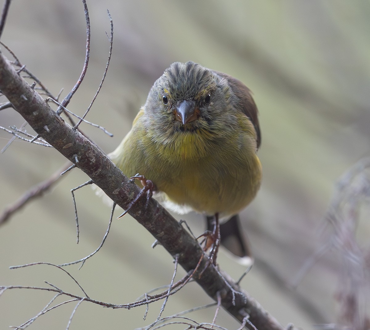 Cape Siskin - Michael Buckham