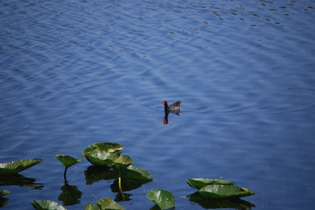 Gallinule d'Amérique - ML616210560