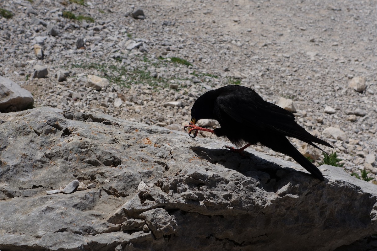 Yellow-billed Chough - Kevin McGowan