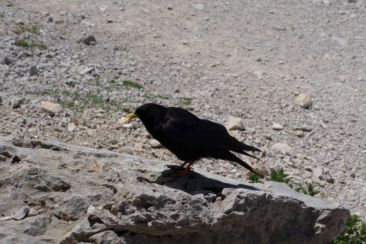 Yellow-billed Chough - ML616210569