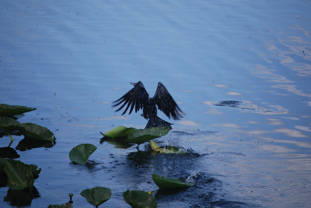 Anhinga - Karina Jimenez