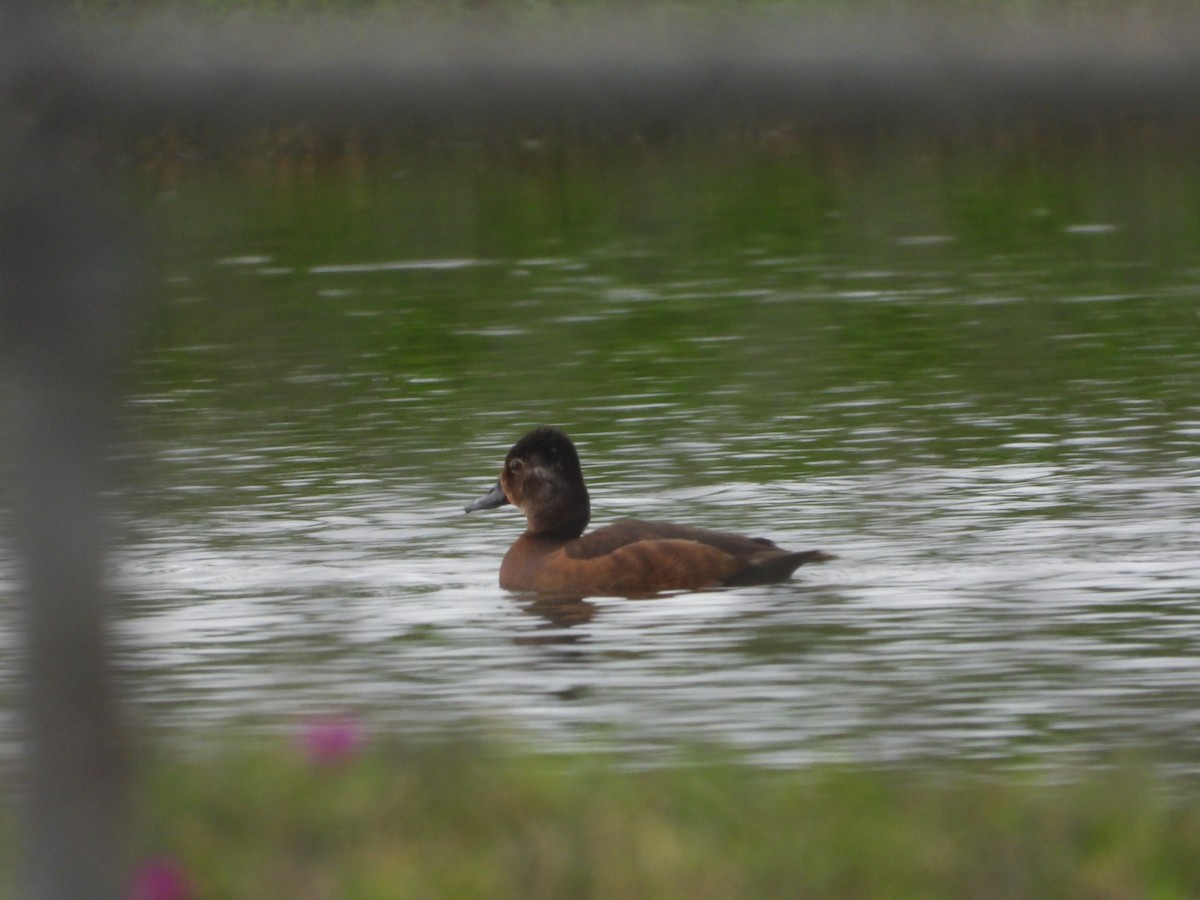 Ring-necked Duck - ML616210643