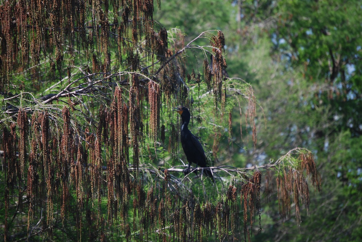 Cormoran à aigrettes - ML616210670