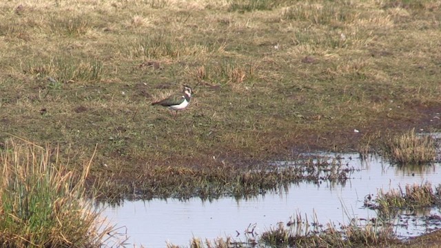 Northern Lapwing - ML616210703