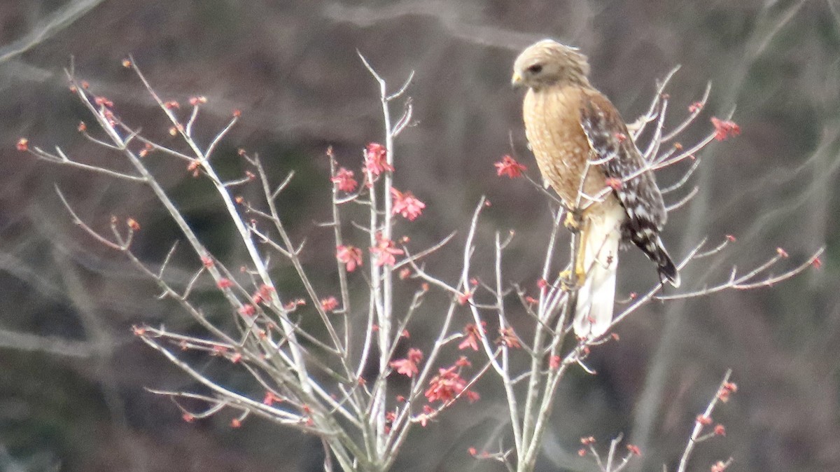 Red-shouldered Hawk (lineatus Group) - ML616210738
