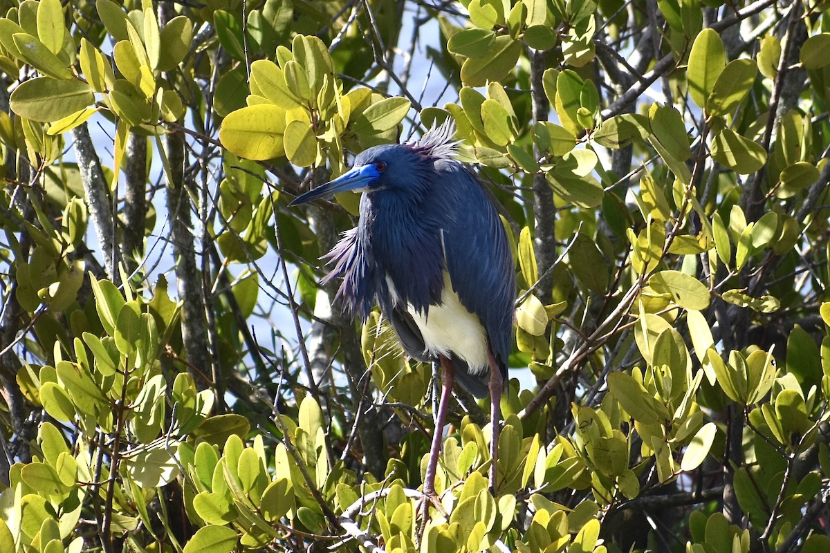 Tricolored Heron - ML616210800