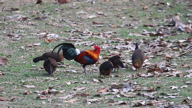 Red Junglefowl - ML616210859