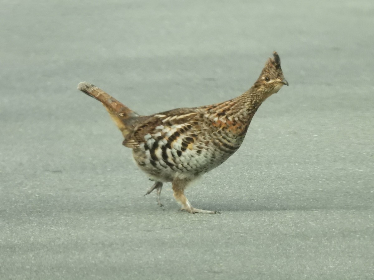 Ruffed Grouse - ML616210925
