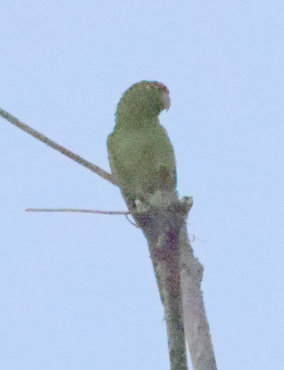 Red-lored Parrot - ML616211032