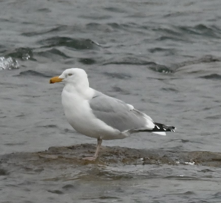 Gaviota Argéntea - ML616211045