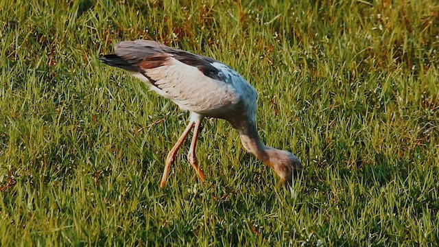 Asian Openbill - ML616211081