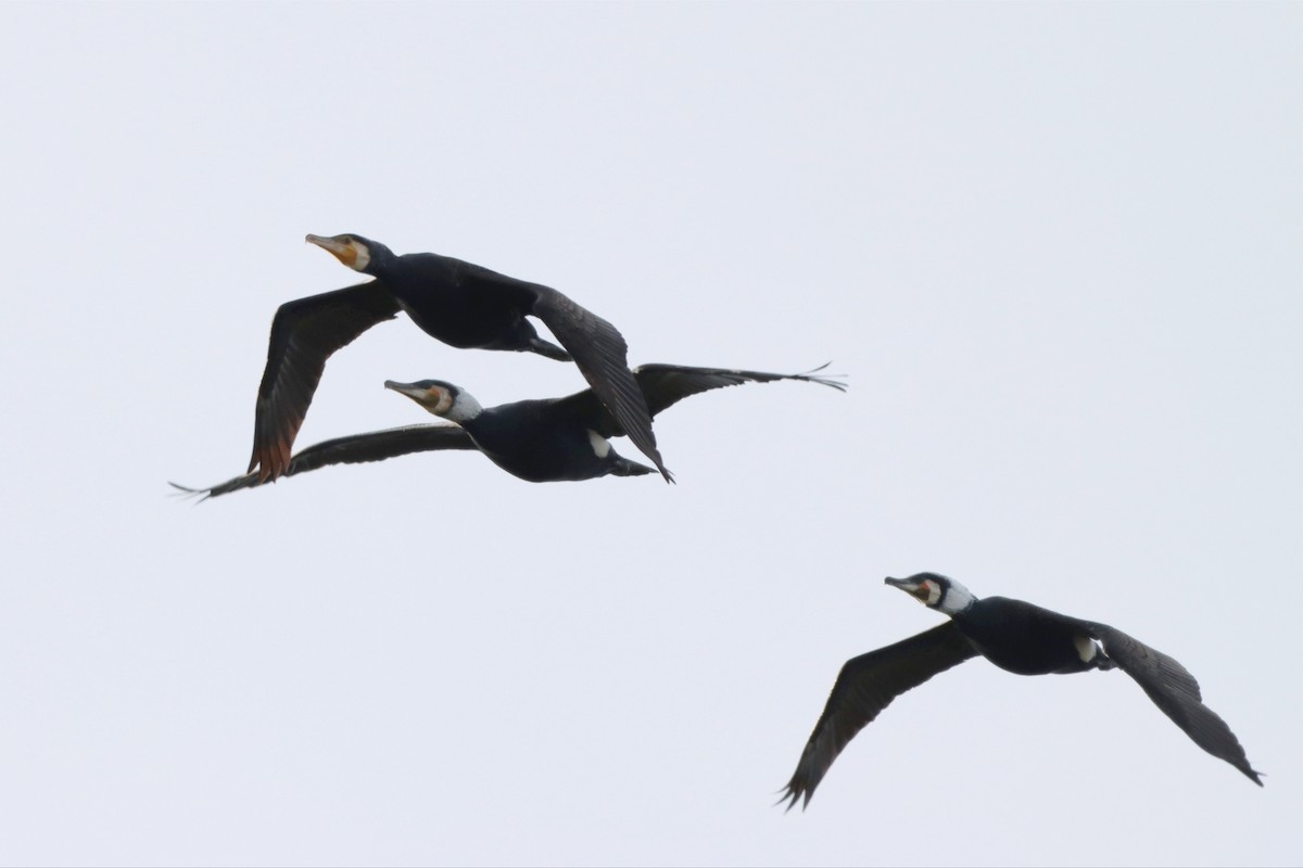 Great Cormorant - Joseph Rowsome