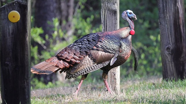 Indioilar arrunta - ML616211127