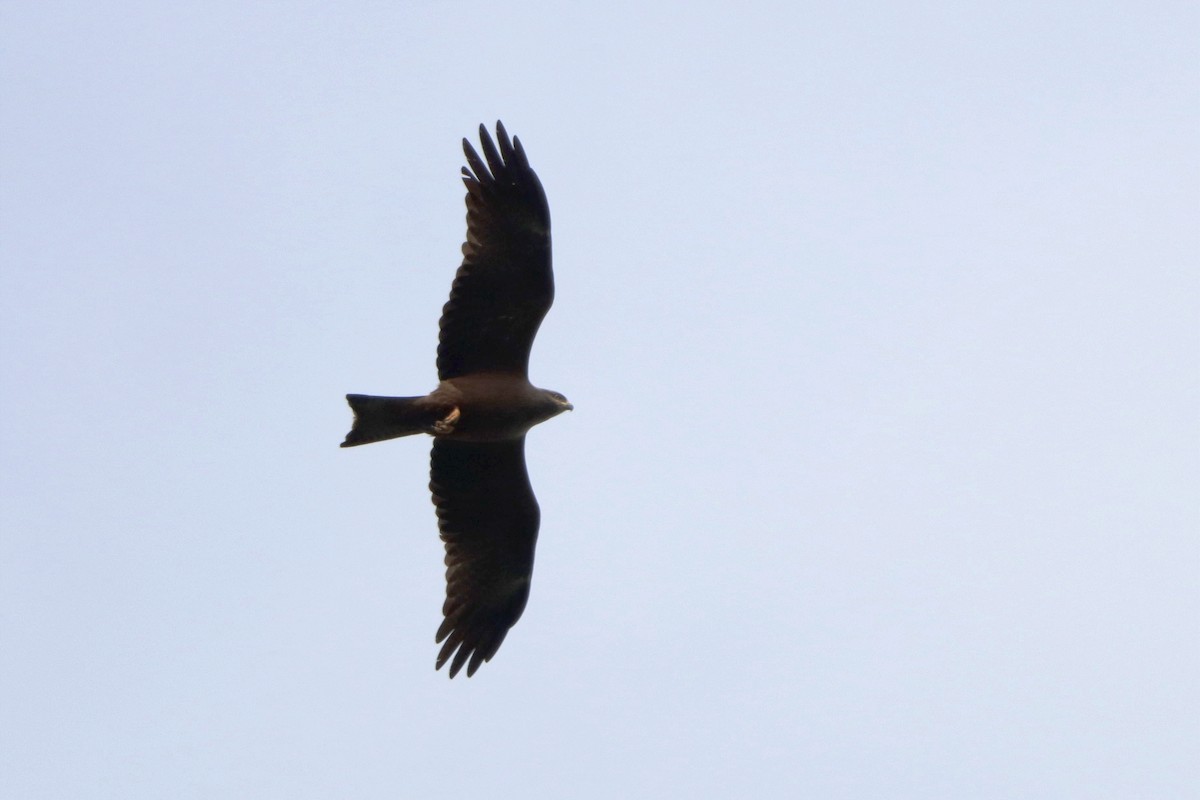 Black Kite - ML616211132