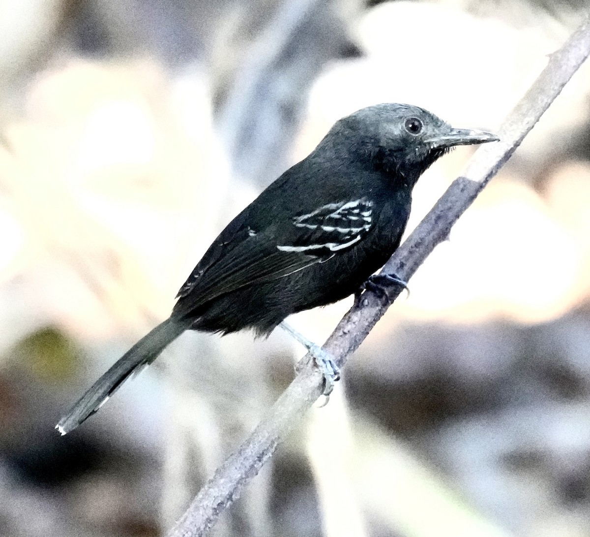 Rio Branco Antbird - Brian Elliott