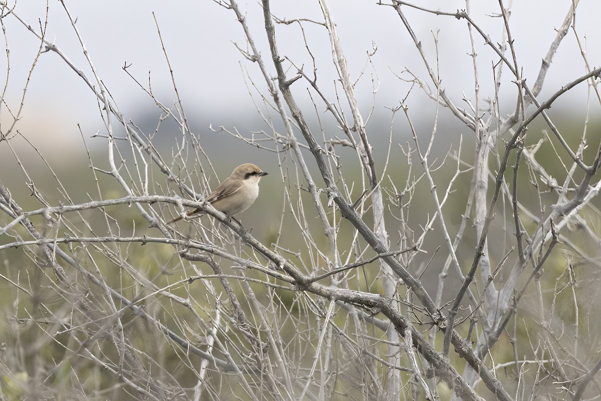 Isabelline Shrike - Delfin Gonzalez