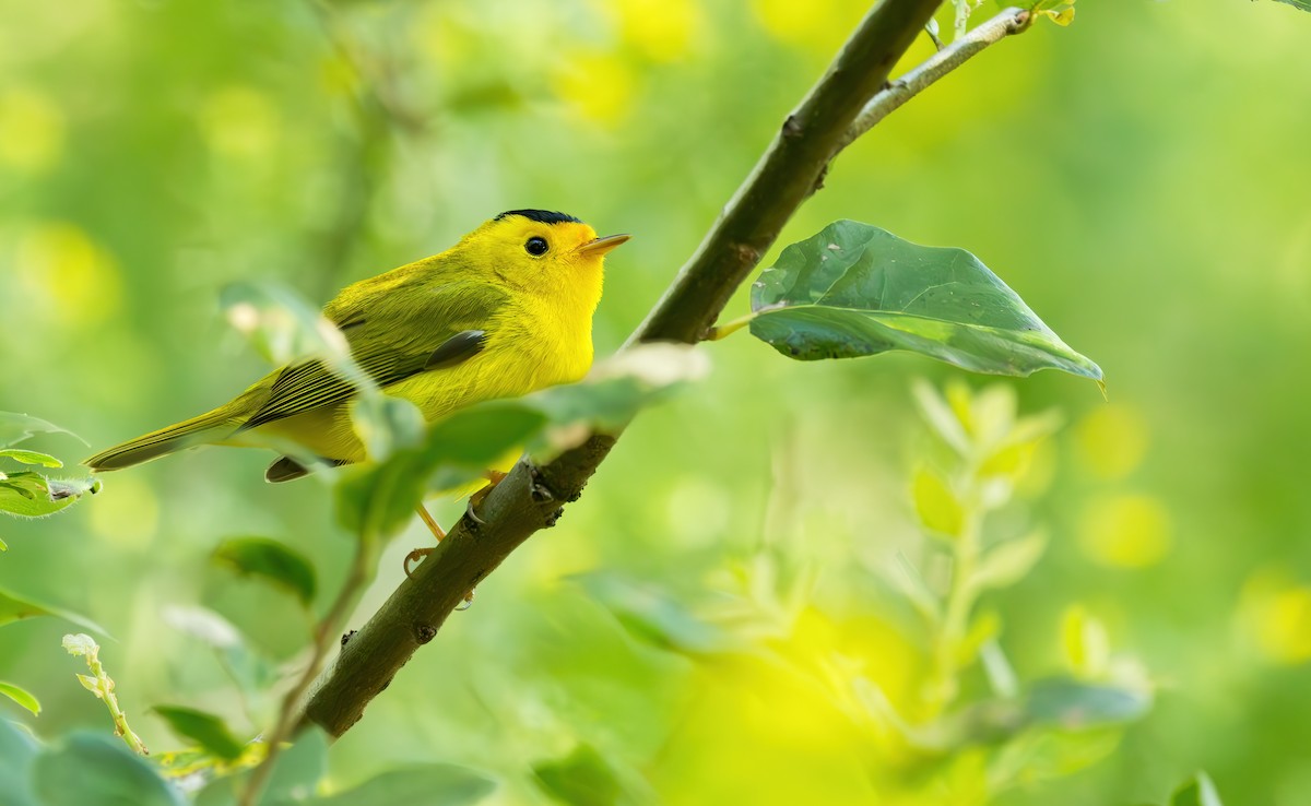 Wilson's Warbler (chryseola) - ML616211188