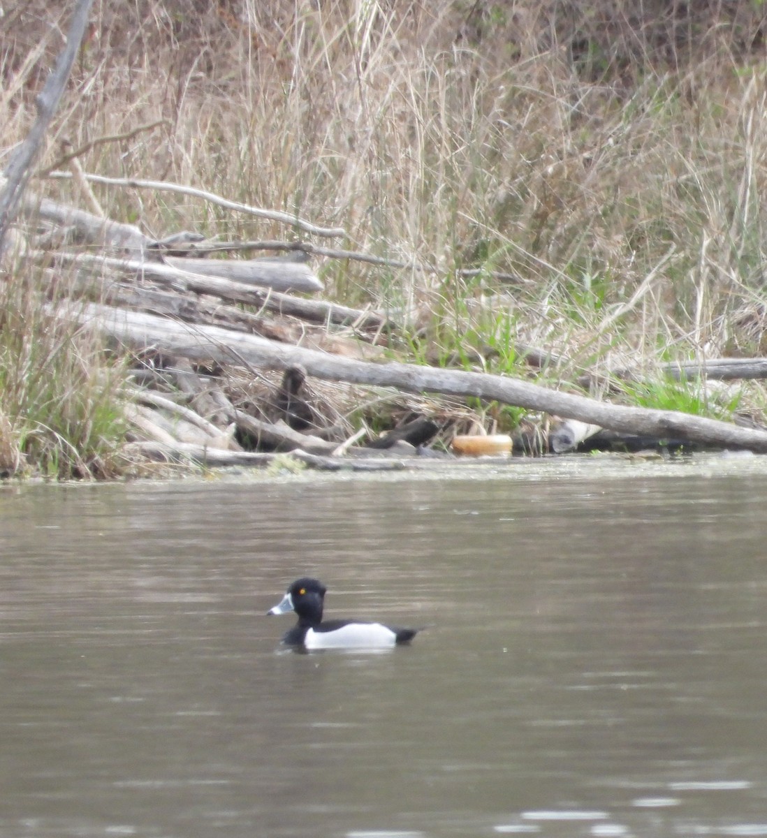 Ring-necked Duck - ML616211201