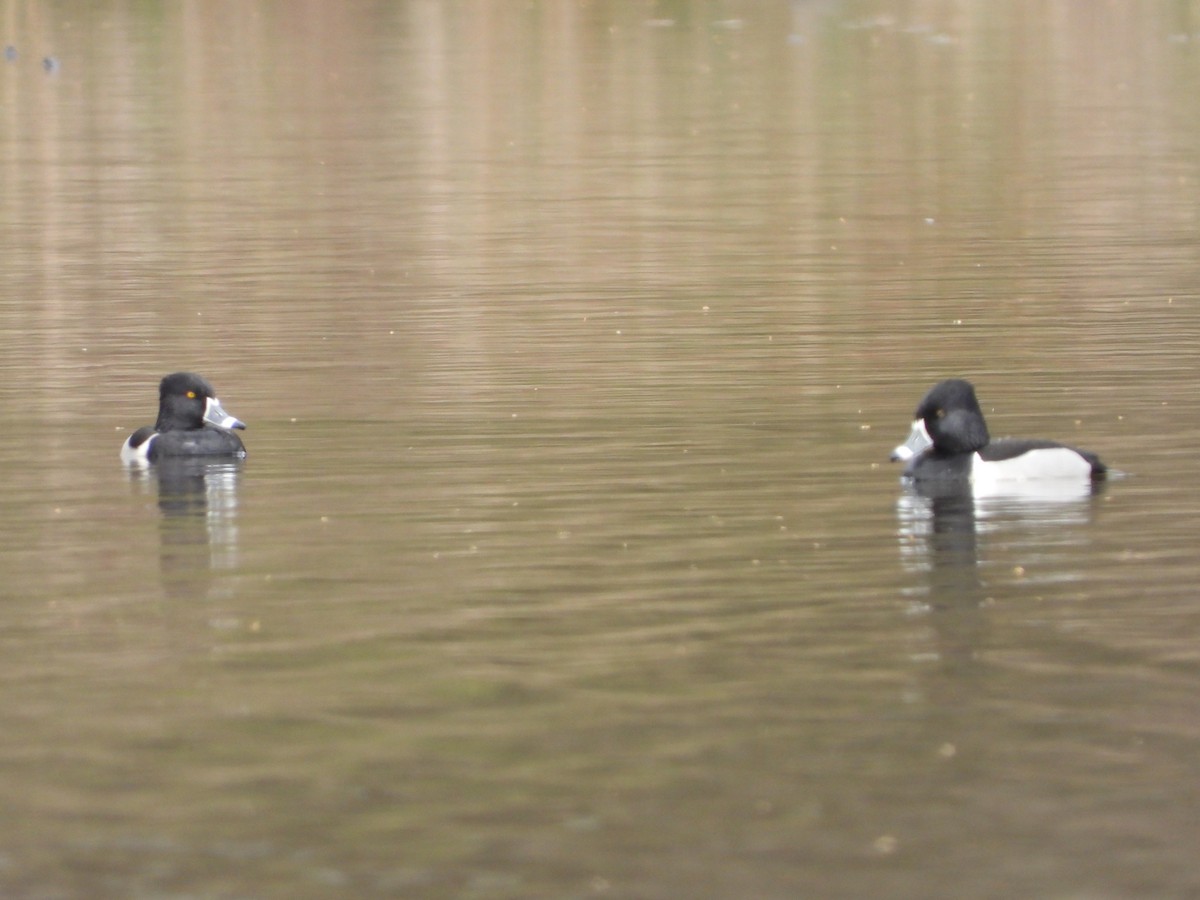 Ring-necked Duck - ML616211202