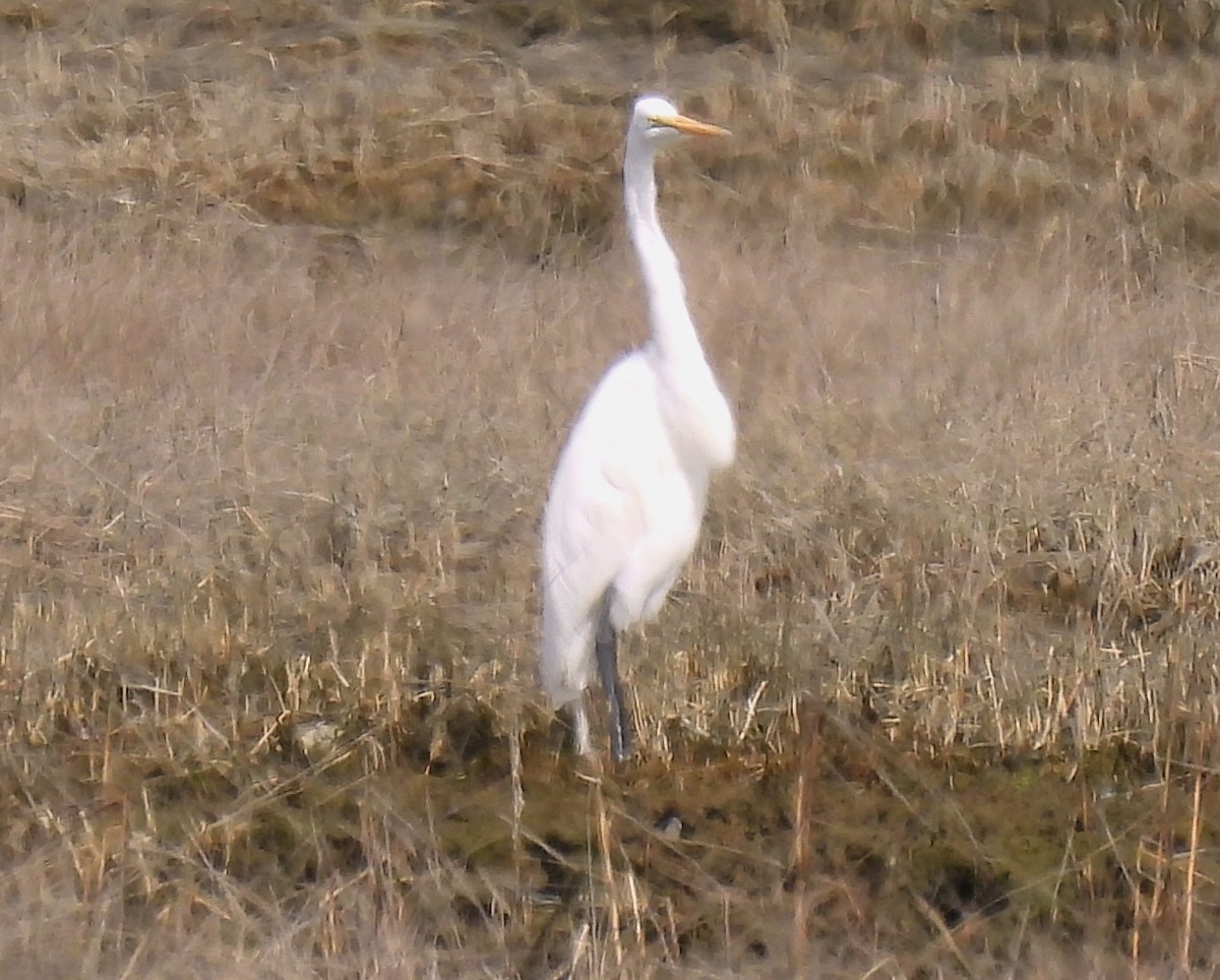 Great Egret - Carol Baird Molander