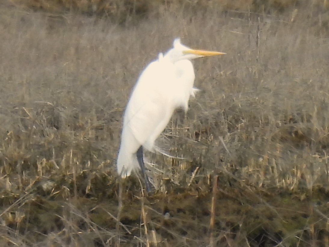 Great Egret - ML616211213