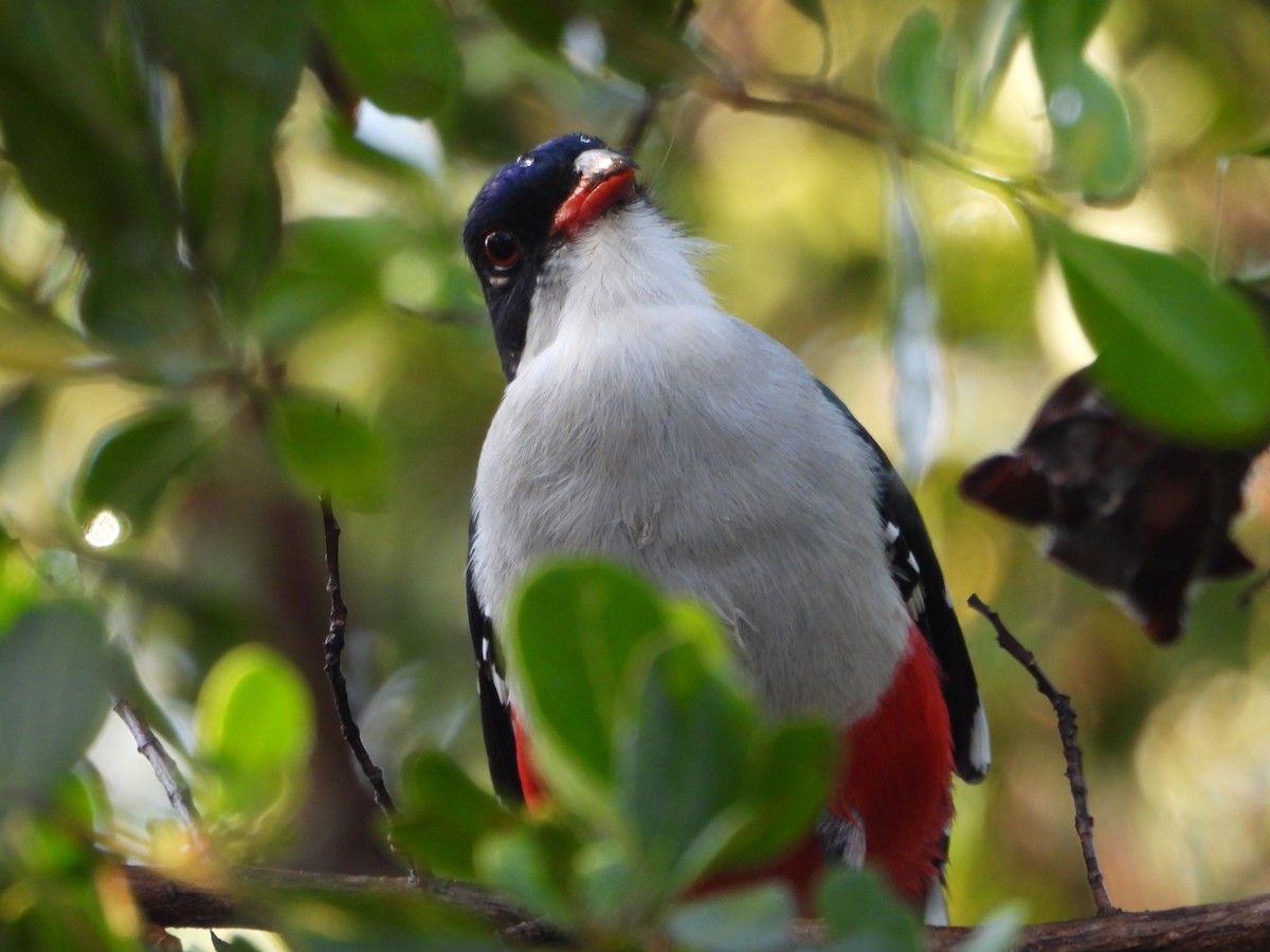 trogon kubánský - ML616211222