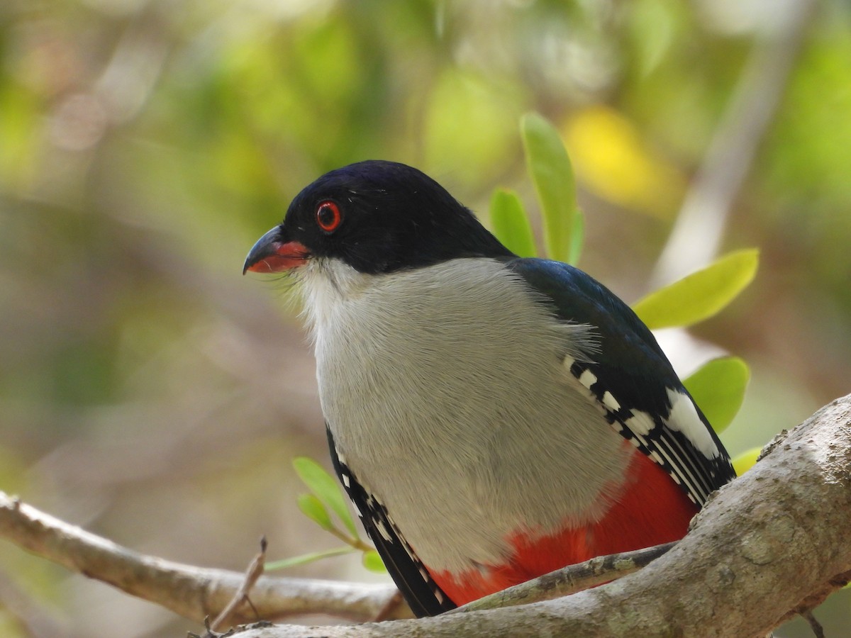 trogon kubánský - ML616211223