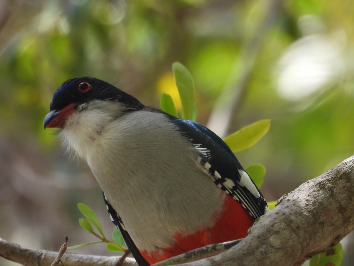 Cuban Trogon - ML616211224